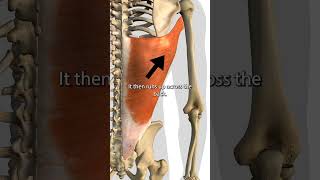 The Latissimus Dorsi Muscle [upl. by Macfadyn]