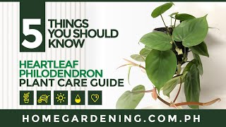 HEARTLEAF PHILODENDRON Philodendron Hederaceum  Home Gardening PlantCareGuide [upl. by Trix455]