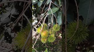 Rambutan tree aka pokok rambutan fruit plants seasonalfruit [upl. by Aiykan]