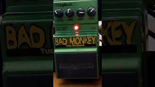 DigiTech Bad Monkey Tube Overdrive Cheap version of Klon Centaur JHS Pedals Josh Scott favorite [upl. by Coulter]