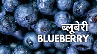 Blueberry  ब्लूबेरी  Vaccinium sect Cyanococcus  Call or WhatsApp 91 8687369040 [upl. by Ardnic]