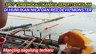 SPOT TERBENGKALAI DI HUNI BANYAK IKAN NILA DAN MONSTER RED DEVIL  MANCING SAGULING TERBARU 2024 [upl. by Alby]