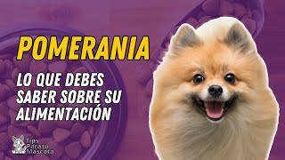 🐾🐶ALIMENTACIÓN POMERANIA [upl. by Lanam]