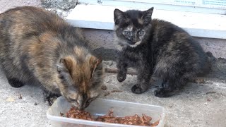 New tortie kitten with tortie mother cat [upl. by Maon11]