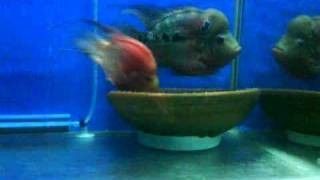 male female flowerhorn fanning the eggs3GP [upl. by Rhianna]