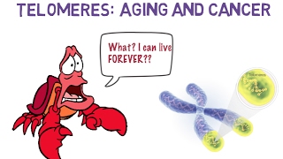 Telomeres Aging and Cancer  Science Ambassador Scholarship 2017 [upl. by Conal]