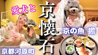 【愛犬と京懐石】京都の料亭でママの誕生日会をしてもらいました🐩💚㏌京都河原町 [upl. by Eca413]