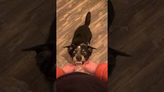 lecker Luftpolsterfolie ploppen lassen 😊 hund dog doglover funny funnyshorts [upl. by Lilla]