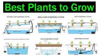 Which Hydroponic System is Better for Plants  Crops  Best Plants to Grow  Types of Hydroponics [upl. by Avigdor194]