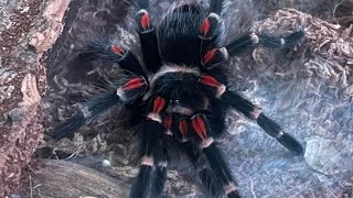 Brachypelma Auratum The Mexican Flame Knee  Feeding Mature Female [upl. by Nawat]