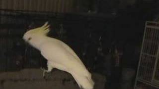 Snowball TM  Our Dancing Cockatoo [upl. by Cardew]