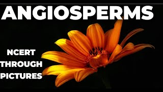 Plant kingdom 10  ANGIOSPERMS  Class 11 CBSE NCERT NEET NCERT through pictures [upl. by Anipsed]