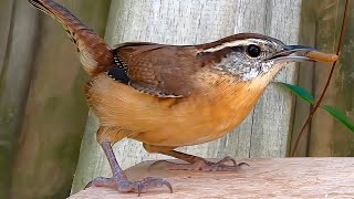 Carolina Wren Call [upl. by Bbor]