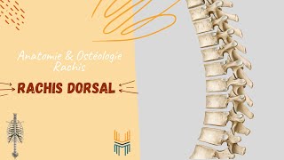 Anatomie amp ostéologie du Rachis Dorsal [upl. by Grail]