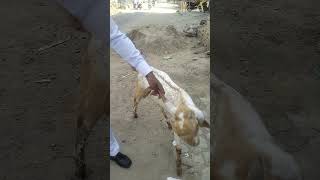 Meningitis in Goat  GID in Goat [upl. by Noirod663]