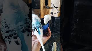 Ternak Parkit Kicauan Burung Parkit di Pagi Hari sangat menyenangkan shortvideo aviary bird [upl. by Macmillan]