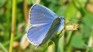 Modrásek jehlicový  The common blue Polyommatus icarus [upl. by Horton]