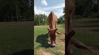 The Process of Feeding Cows in the Field From Grass to Digestion [upl. by Lesh]