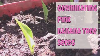 How I Germinated and Sprouted Pink Banana Tree Seeds  Musa velutina [upl. by Elrahc]