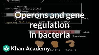 Operons and gene regulation in bacteria [upl. by Euqnimod876]