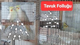 TAVUK FOLLUĞUNA SULTAN PAPAĞANLARI YUMURTA YAPMIŞ 🤣😱 ResulHOY [upl. by Fowler]