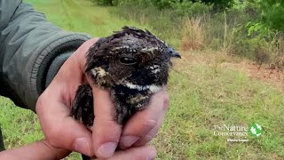 Eastern Whippoorwill  Open Wide [upl. by Emery]