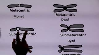 Inter  Chapter 6  Part 3  Metacentric Submetacentric Acrocentric Telocentric chromosomes [upl. by Sobel]