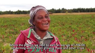 Revitalising Zimbabwes Paprika Industry [upl. by Olracnaig]