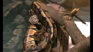 Ball python shedding skin [upl. by Ire]