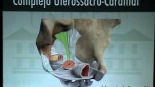 ANATOMIA DE PISO PELVICO Y TEORIA INTEGRAL DE LA CONTINENCIA URINARIA 1 [upl. by Greggs]