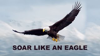 How An Eagle Tackles A Storm [upl. by Abbot]