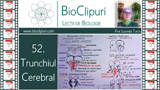 52 Trunchiul cerebral Corint [upl. by Agrippina582]