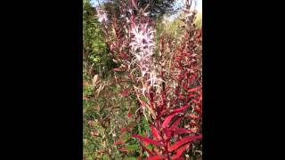 Rosebay Willowherb Autumn Colour 2nd October 2014 [upl. by Circosta]