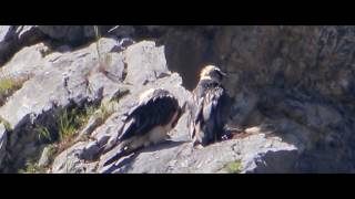 2 beautiful bearded vultures  gypaètes barbus Bartgeier [upl. by Humph255]