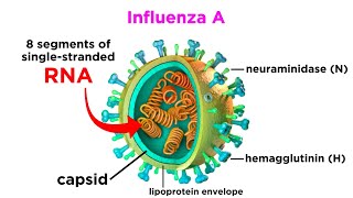 Influenza The Flu [upl. by Julissa]