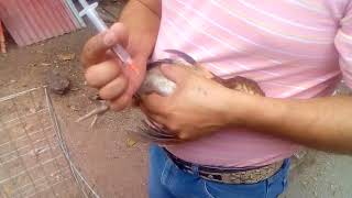 medicacion para coccidiosis [upl. by Yt277]