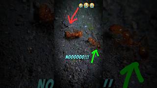 The SADdest Ant Video Ever Filmed shorts [upl. by Aneerb460]