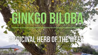 Ginkgo biloba How to grow Medicinal properties [upl. by Retnyw]