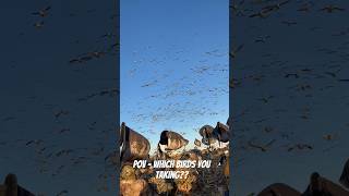 10000 Snow Geese In Canada hunting duckhunting viral [upl. by Arni]