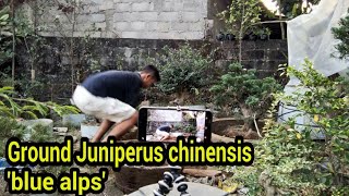 Ground Juniperus Chinensis blue alps  mas bobby Sleman [upl. by Acirem619]