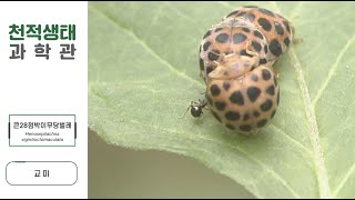 큰28점박이무당벌레Epilachna vigintioctomaculataLarger potato lady beetle [upl. by Ymmor]