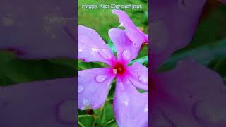 happy Rose Day app sabhi ko Rose Day status edit viralshort editing viral shortvideo [upl. by Neerehs]