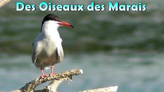 OISEAUX des MARAIS 43 espèces ici [upl. by Treharne]