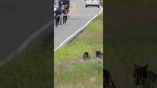 Tourists sprint toward bear and cubs in Yellowstone [upl. by Tamas]