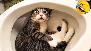 1 Hour Of Funniest Animals 😅 New Funny Cats and Dogs Videos 😸🐶 Part 14 [upl. by Harlen]