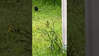 LesserGolden Gymnast Finch  Weed Balancing  Birds [upl. by Tiffani925]