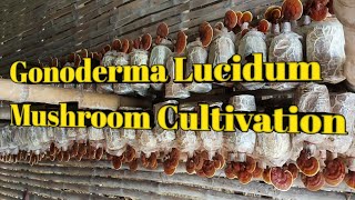 Reishi Mushroom Cultivation and Harvesting How Its Grow Reishiahagro [upl. by Ennaylloh]