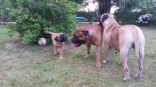 Bullmastiff dogs playing 2016 [upl. by Schalles]