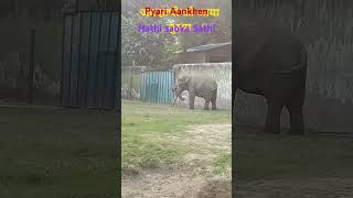 hathi Mera SathiIPL mein kitne [upl. by Tdnerb]