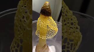 Worlds First Successful indoor fruiting of Stinkhorn fungi Phallus multicolor achieved at Sadolxem [upl. by Frans125]